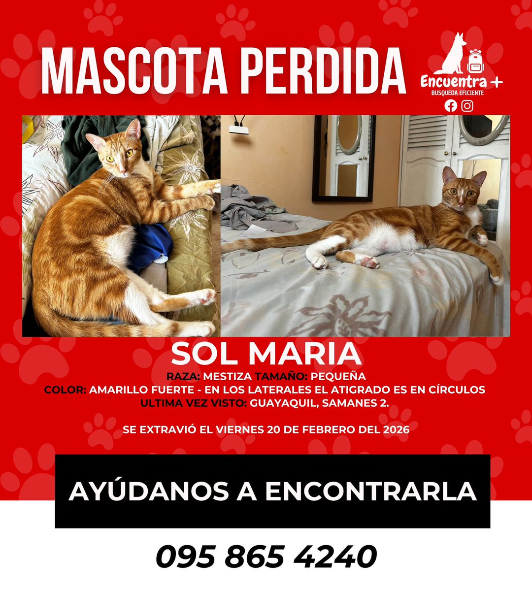 #AyudaPeluda 🐱
Ayuden a encontrar a Sol Maria