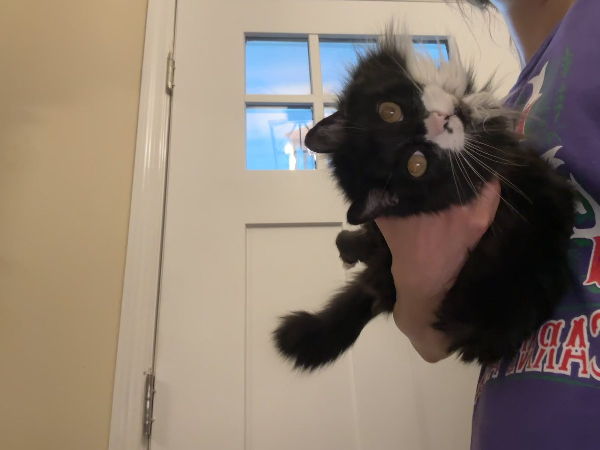 cat named psycho tweet media