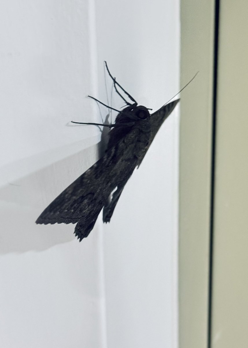 🇺🇦Julia Pod 🇺🇦 tweet media