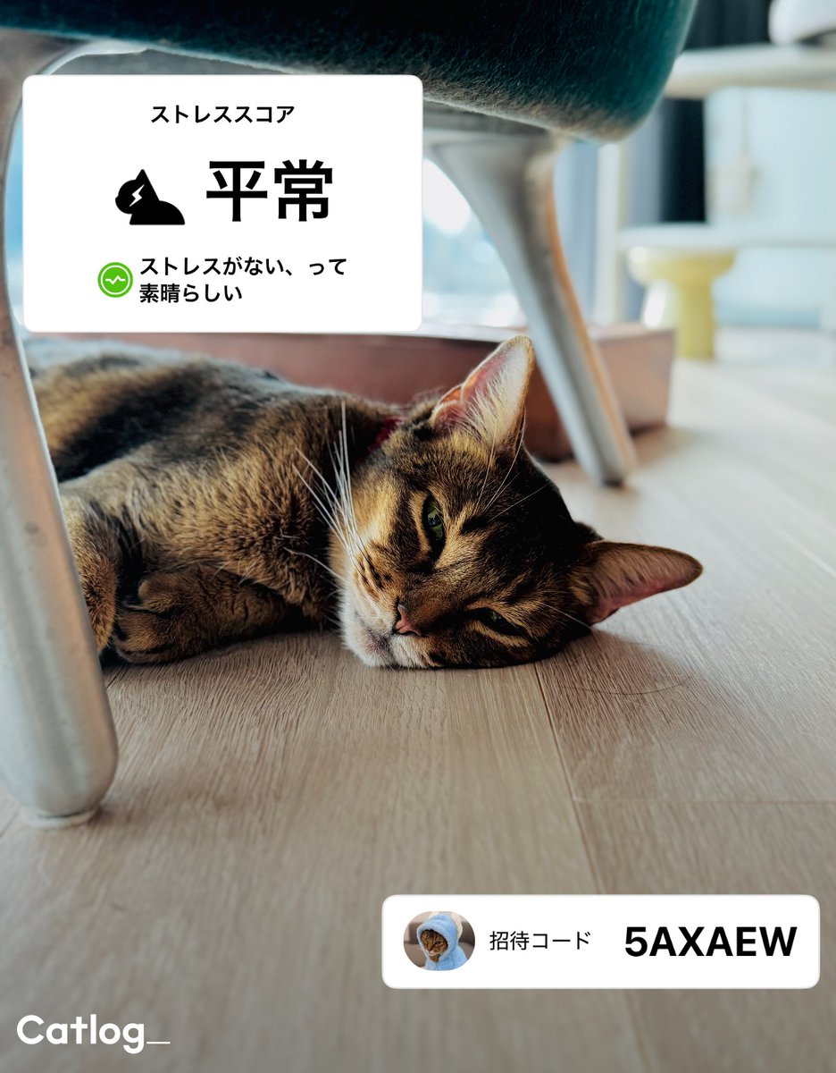 猫の日特集 おでかけじゃれねこチャンチャーム ベージュ×赤