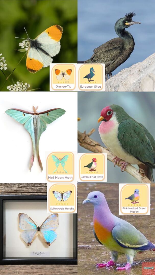 Heartopia Fess tweet media