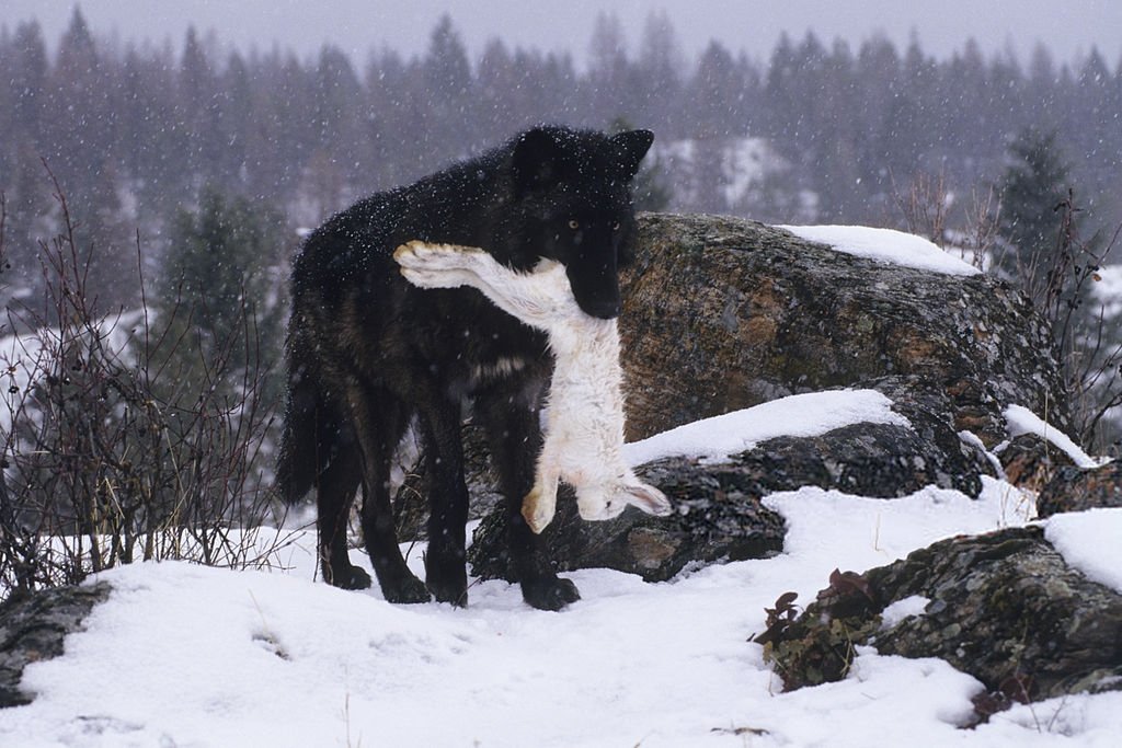 Frogmouth tweet media