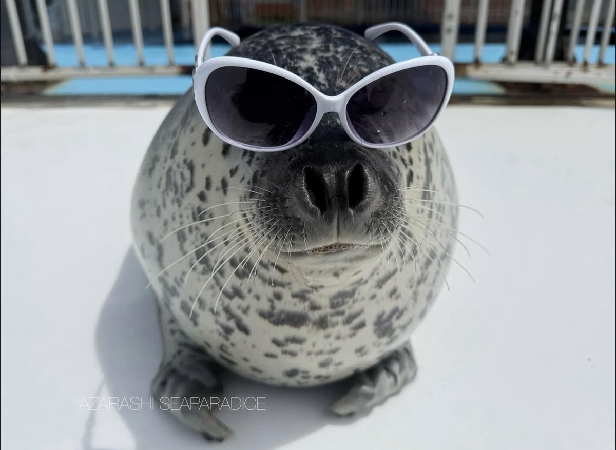 Herbuurna 🦭🇵🇷 tweet media