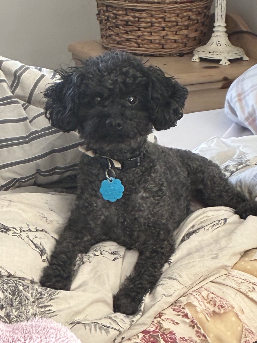 The RedKong tweet media