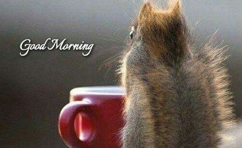 shitpipe🛸 tweet media