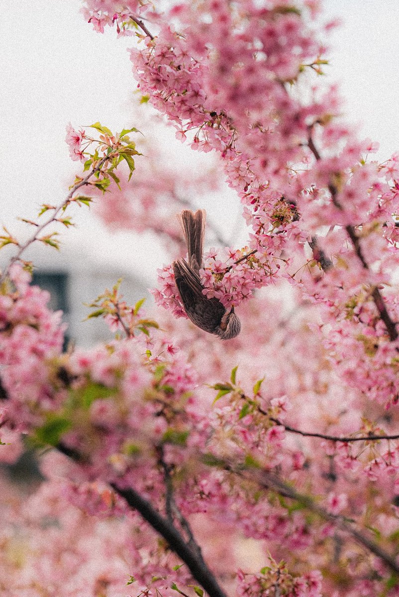 Tokyo is starting to look beautiful with the cherry blossoms in bloom 🌸🥹
