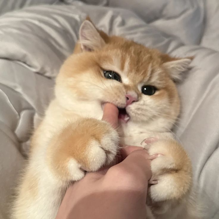 Cats all the way tweet media