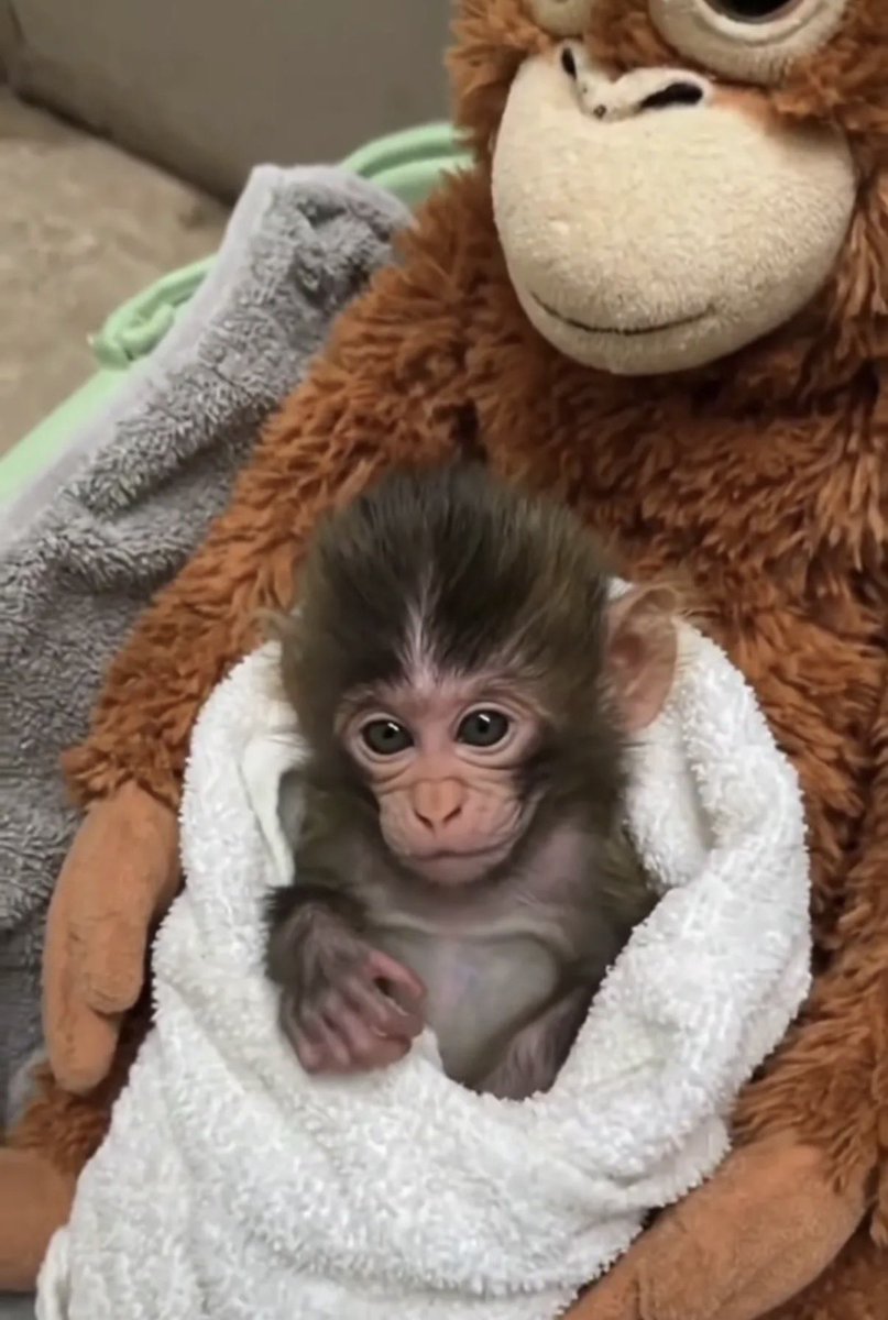 희귀한 순간 포착! 😆🐒💛

작고 주름지고, 조금 놀란 작은 펀치
이런 생생한 장면을 보여주셔서 감사드립니다 ❤️✨

(사육가가 작은 펀치를 들어올리는 모습 🐵💖)

#punch #punchi #パンチ