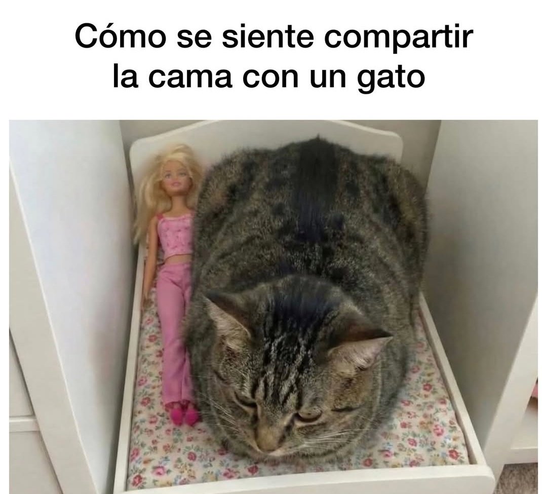 My Cats You Cats tweet media