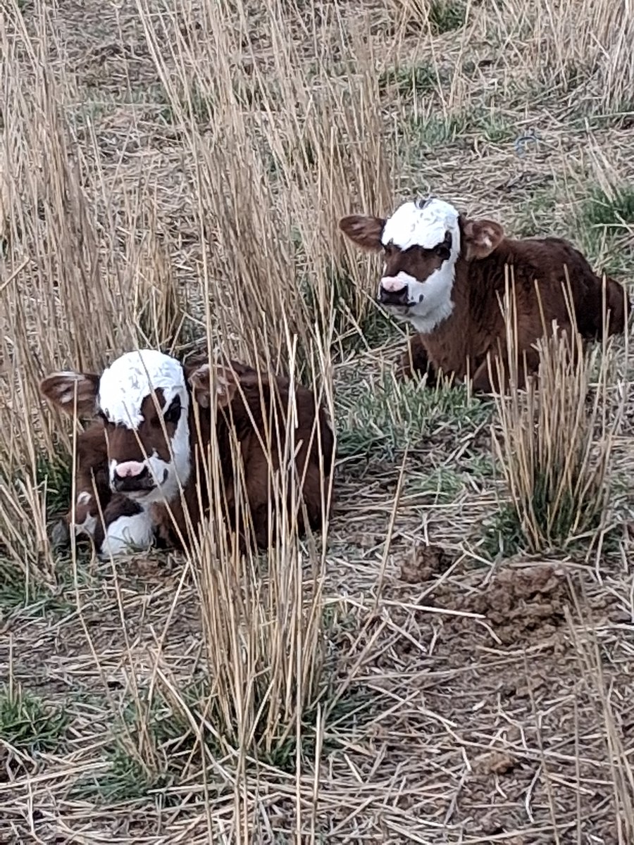 Bovine Thots With Poppin Twats tweet media