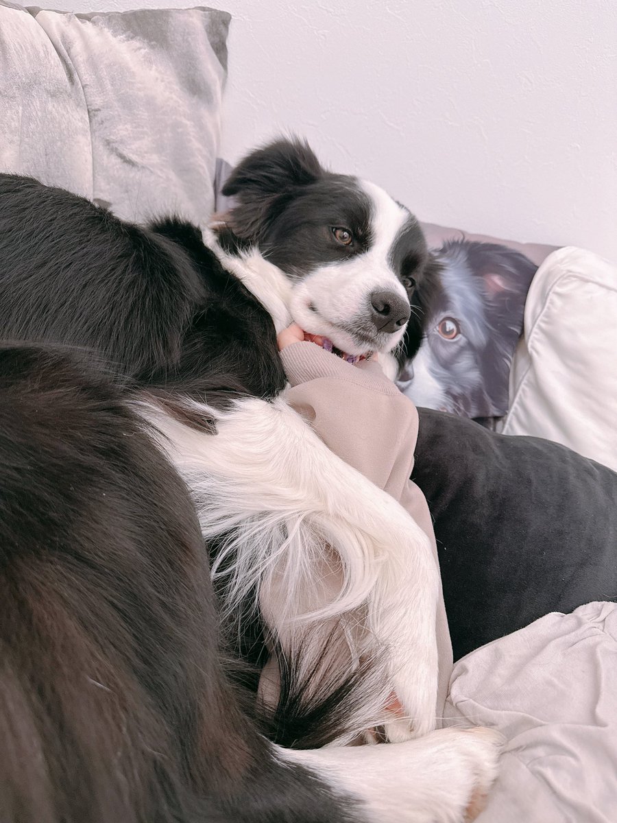 レティ🐼ボーダーコリー tweet media