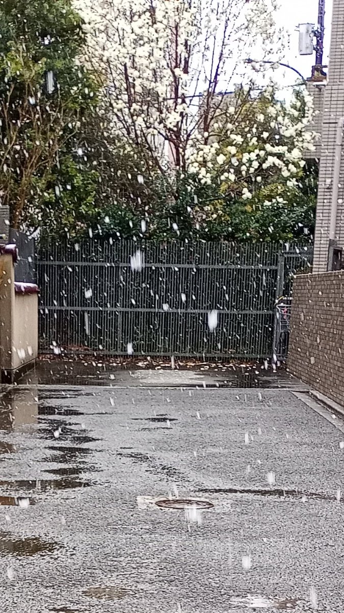 yasu_280's tweet photo. ❄大粒の雪、これは積もるね😅 https://t.co/HudZ5xypB6