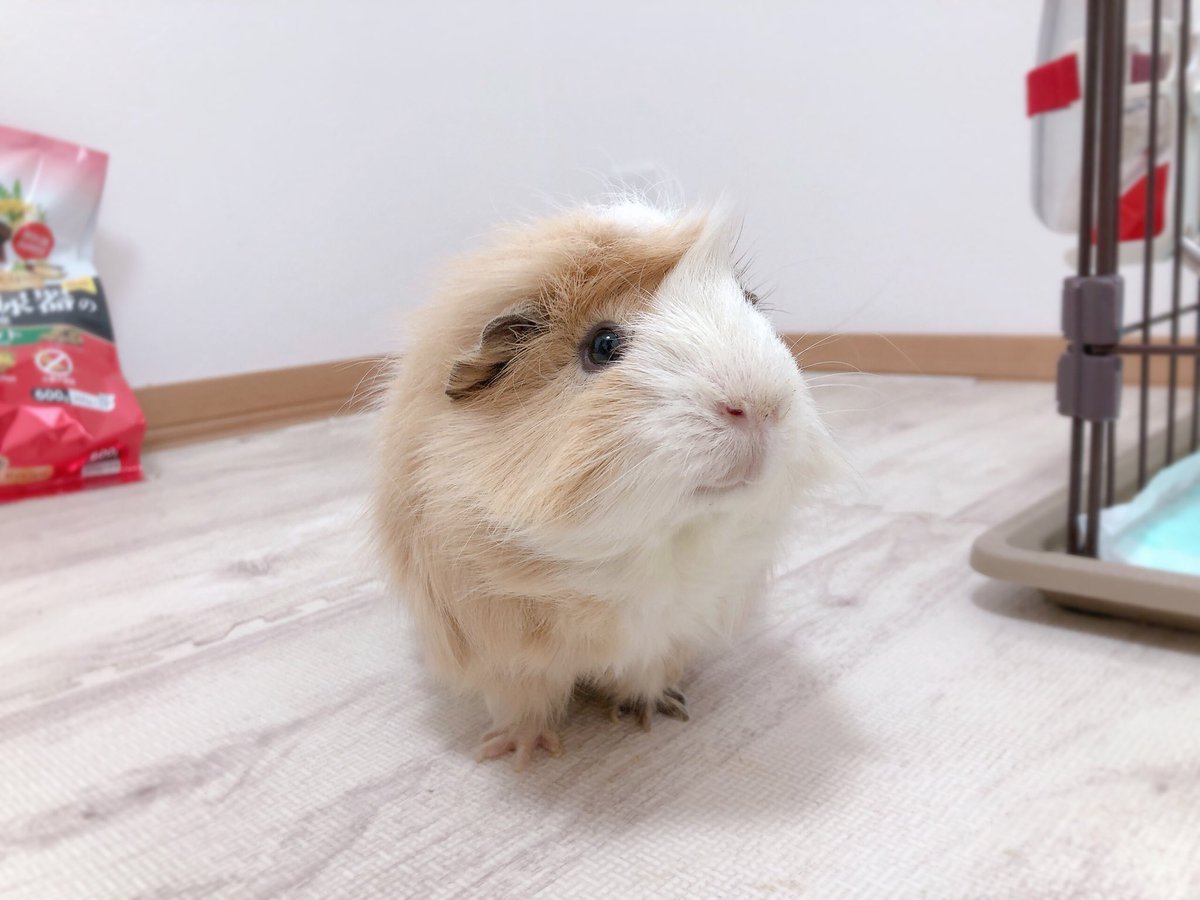 きぬごし tweet media