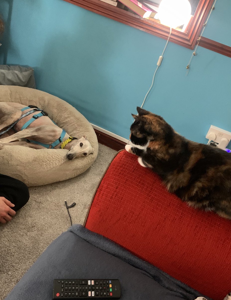 turtle the cat 🐢 tweet media