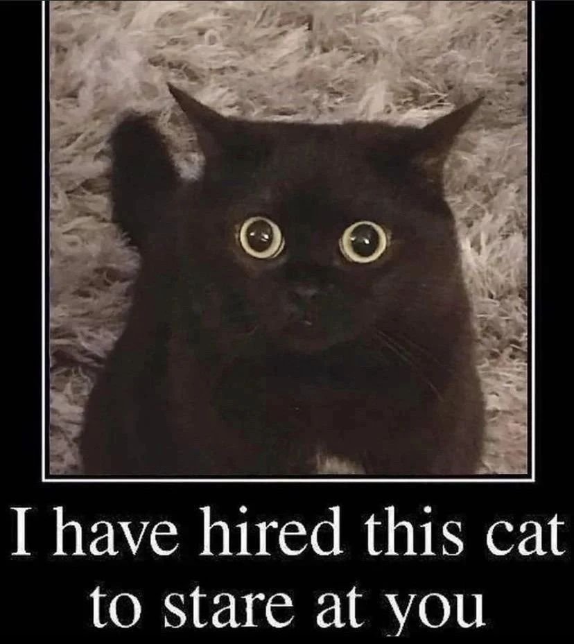 Punch Cat tweet media