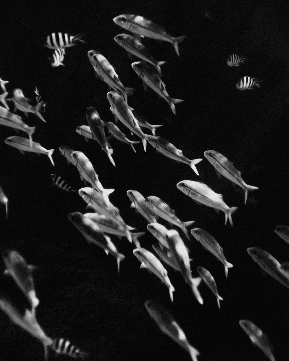 The Guam Guide tweet media