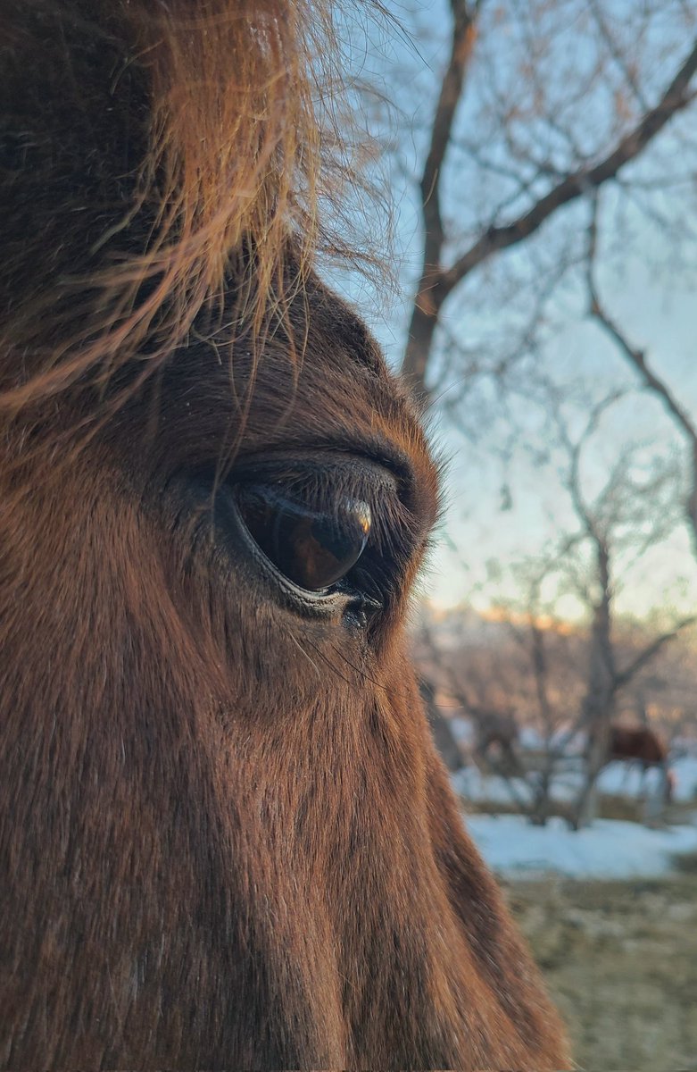 JBMEquiFarms's tweet photo. MommaG watching both her girls. π
Ruby is the one you can see, and Opal is reflected in her eye.
#mommaG #horses #sunset https://t.co/vHmqTE4Mf9