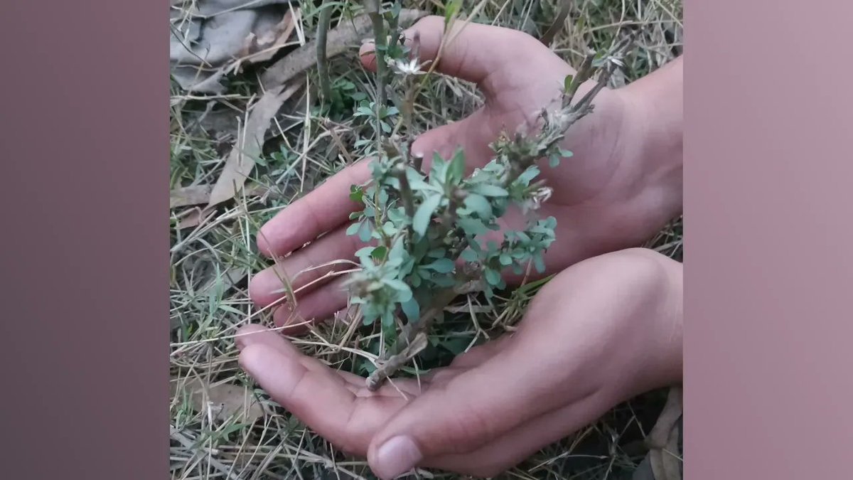 faisalmalak16's tweet photo. This image says it all 🌿
It starts with you. Make a difference.

View the post 👉 https://t.co/Y0zEzaphYy
Earn GREEN on ECOX Network while you act:
https://t.co/M0cXDuSSgD

#ECOX #GREEN #ECO_TO_EARN https://t.co/3psAl3UzSH