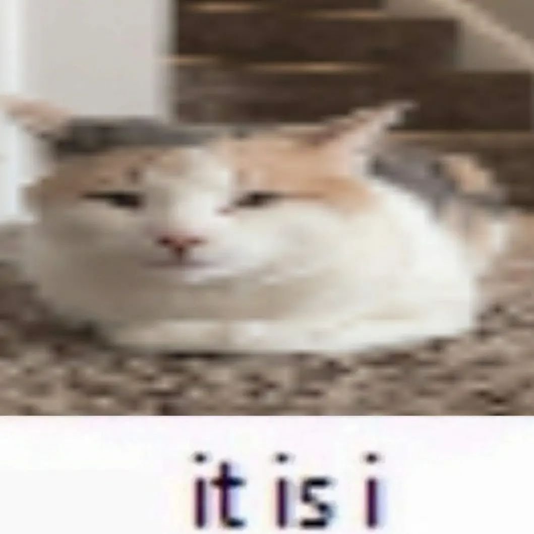 Punch Cat tweet media