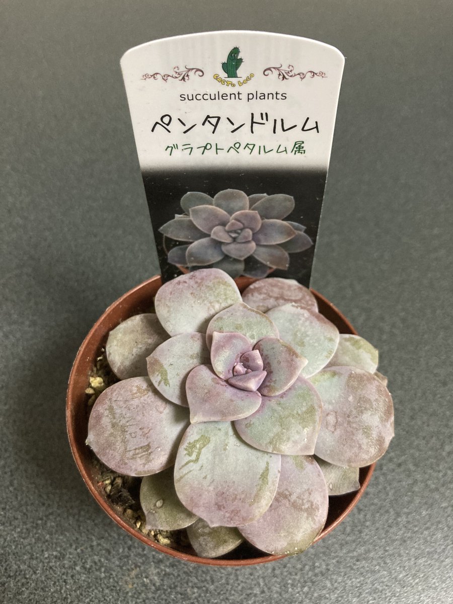 植物を育てるのは初めてです‼︎
私うまくやれるかな心配…
土が乾いたら水をやれと言われましたが、土が濡れているのか乾いているのか自分では判別できません…どうしよう🫨