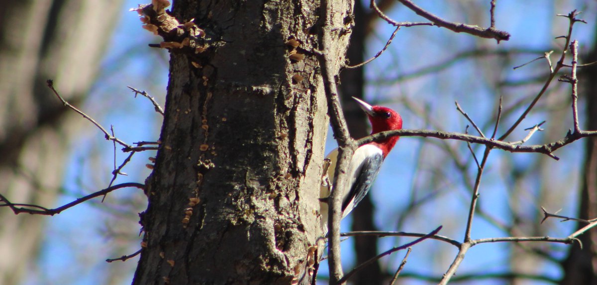 NatureinChicago's tweet photo. I enjoyed a great 5-mile hike today at Cap Sauers Holding Nature Preserve on this unseasonably warm March day and saw two red-headed woodpeckers, many sandhill cranes, and some minnows. No frogs and snakes yet. You can read more about this nature gem at https://t.co/slVWqu9ZJe. https://t.co/GK0BR0weSv