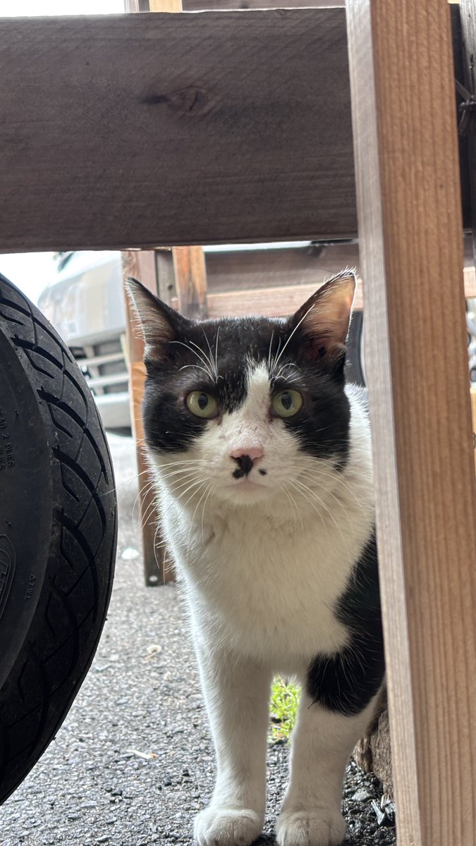 nyantamach222's tweet photo. 最近、旅館にご飯を食べにくる新顔猫

また捨てられたのかな？

どこから流れてきたんだろ？ https://t.co/H2ClkMXwc1
