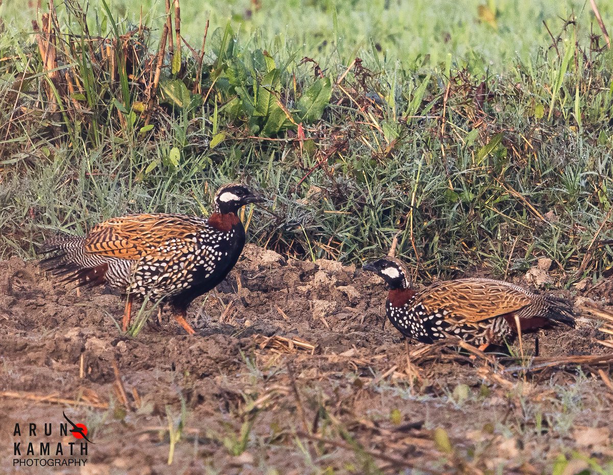 Arun Kamath🕊 tweet media