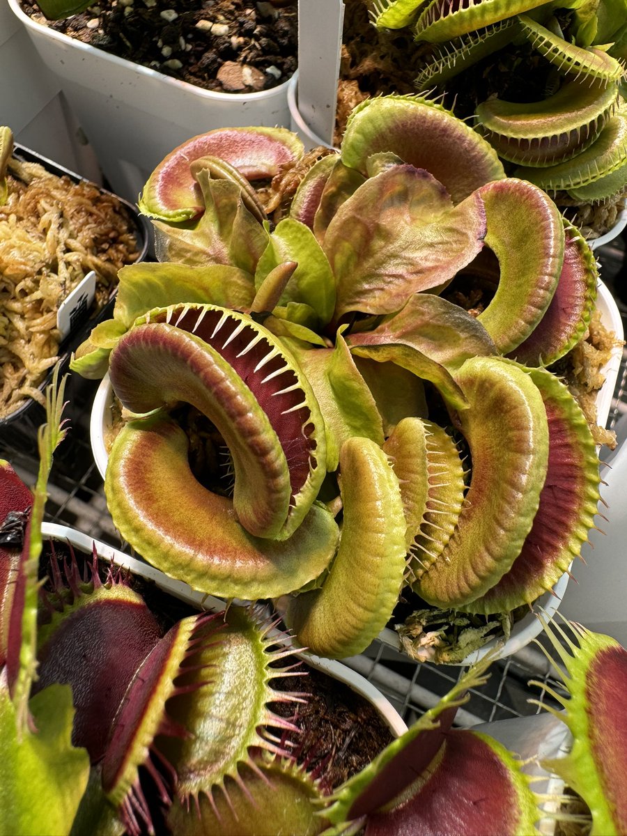 ハエトリソウ 'ダブルトラブル' 食虫植物 よくわかる【食虫植物