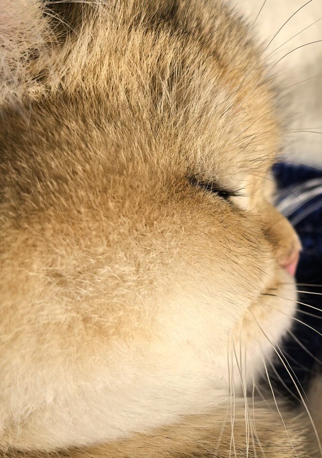 Cat Lovers 🐈 tweet media