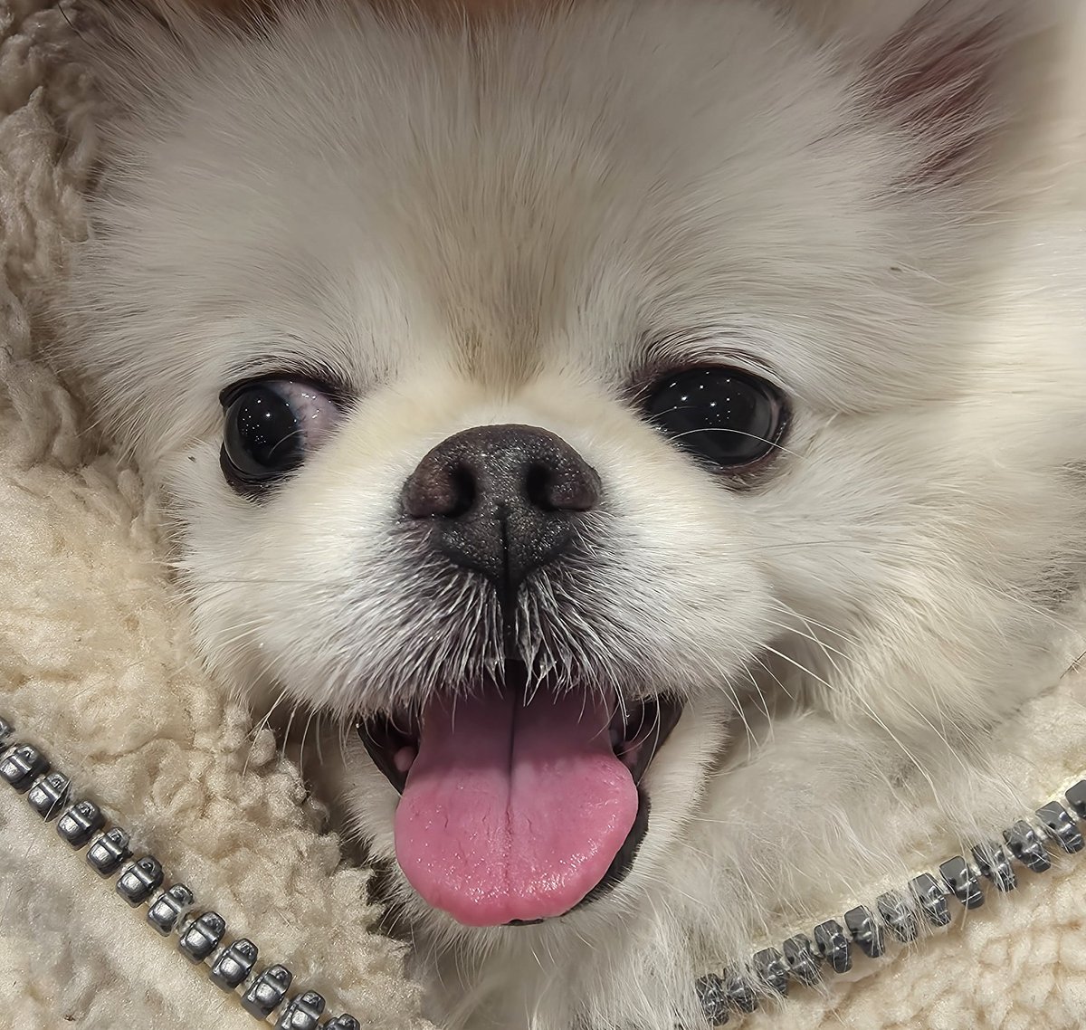 사란짱 ❤️ tweet media