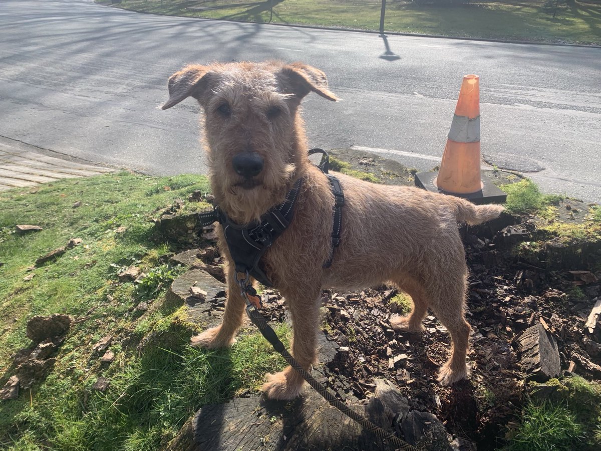 DublinIrishPup's tweet image. A lady said looked like me was posing yup Mum said me always does when it involves #noms .  What a great walk den played at dog park den saw one of me luvs Charlie a few blocks from home, did me spins for him 🥰