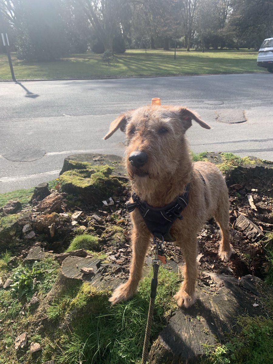 DublinIrishPup's tweet image. A lady said looked like me was posing yup Mum said me always does when it involves #noms .  What a great walk den played at dog park den saw one of me luvs Charlie a few blocks from home, did me spins for him 🥰