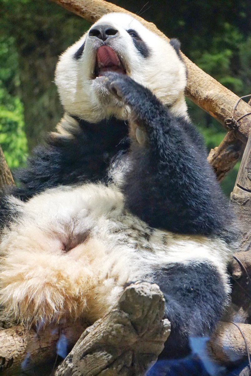 シャオのあくび☺️
 #あざとかわいいパンダ