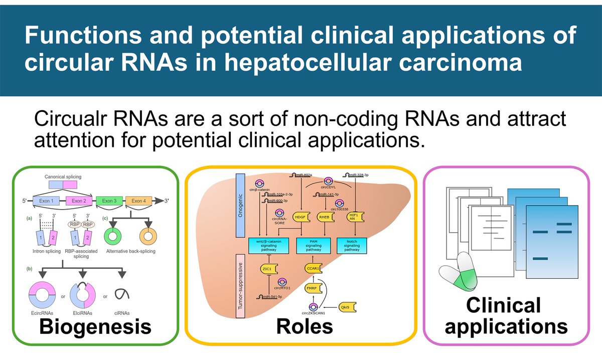 HepatomaRes's tweet photo. 🧬 Circular RNAs in Hepatocellular Carcinoma

Circular RNAs (circRNAs) are emerging regulators in hepatocellular carcinoma and promising biomarkers for diagnosis and therapy.

🔗 [https://t.co/9yuMQDvyj3]
#HCC #circRNA #NoncodingRNA #CancerBiology https://t.co/g3BEeBE4fO