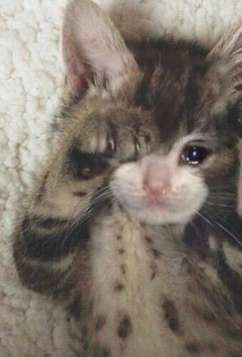 The pets only 🐾 tweet media