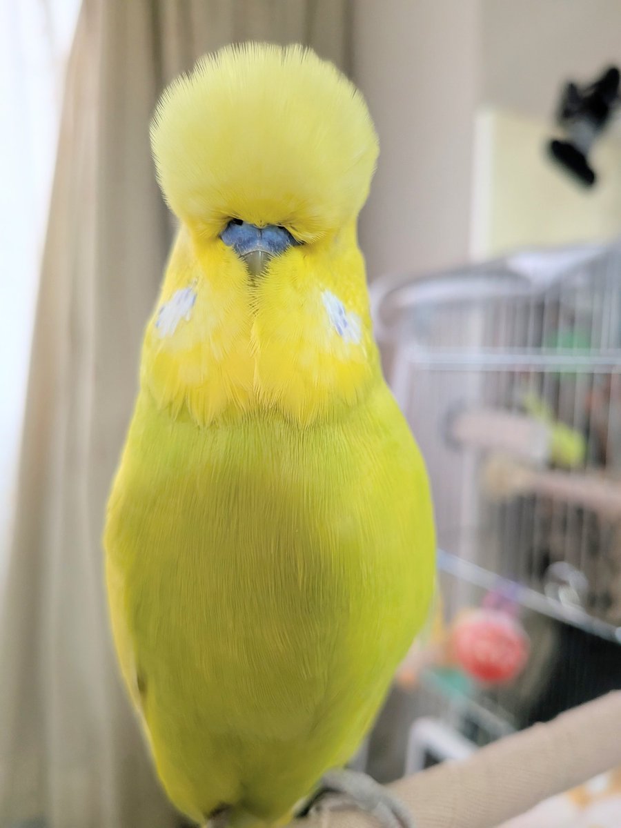 ぎんれい🦜ペン🐥ポコ tweet media
