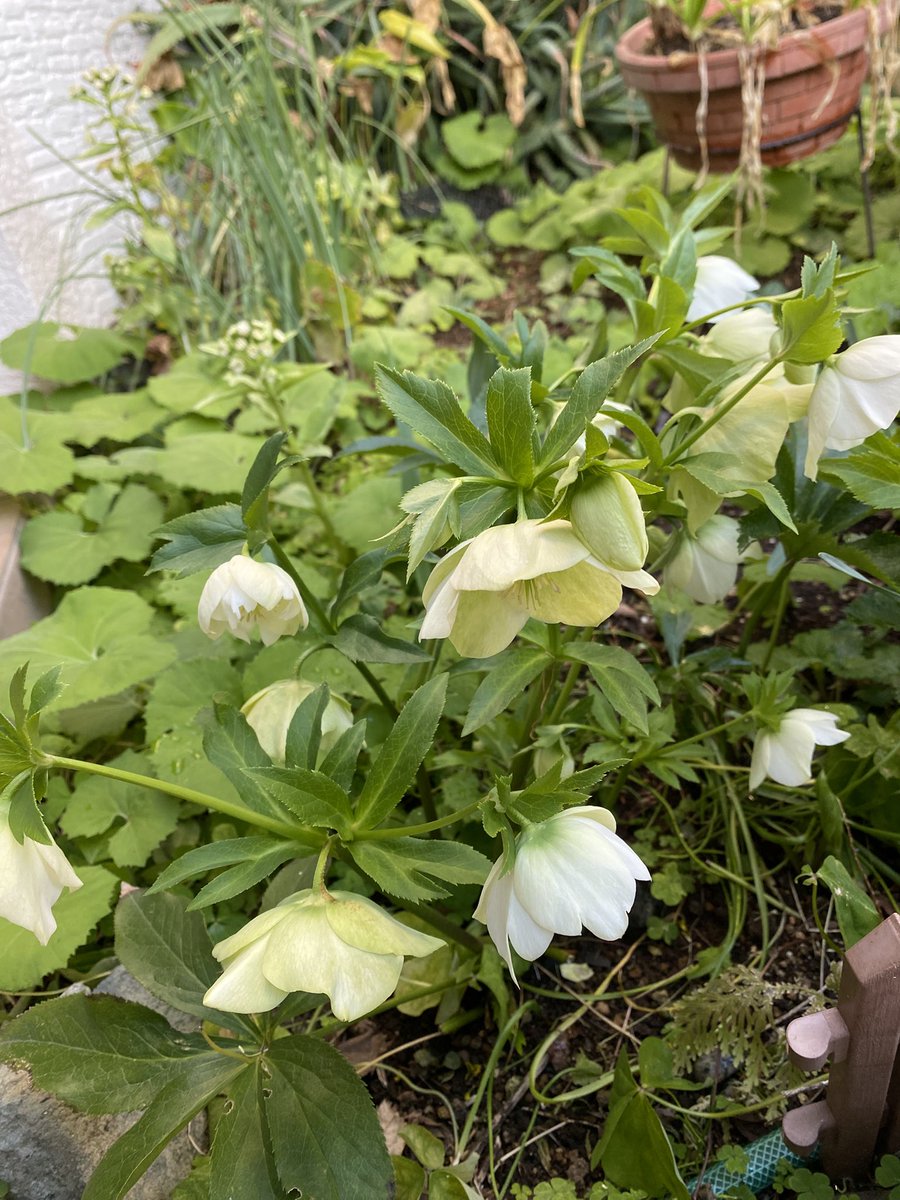 paisley3017's tweet photo. Today’s flower is Christmas Rose in my garden. 今年はクリスマスローズが元気。たくさん咲いて嬉しいです♪
#Christmasrose #WinterQueen #kindness #comfort #love https://t.co/vqlIORYDTv