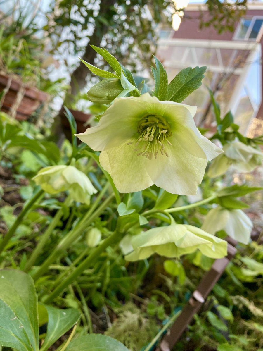 paisley3017's tweet photo. Today’s flower is Christmas Rose in my garden. 今年はクリスマスローズが元気。たくさん咲いて嬉しいです♪
#Christmasrose #WinterQueen #kindness #comfort #love https://t.co/vqlIORYDTv
