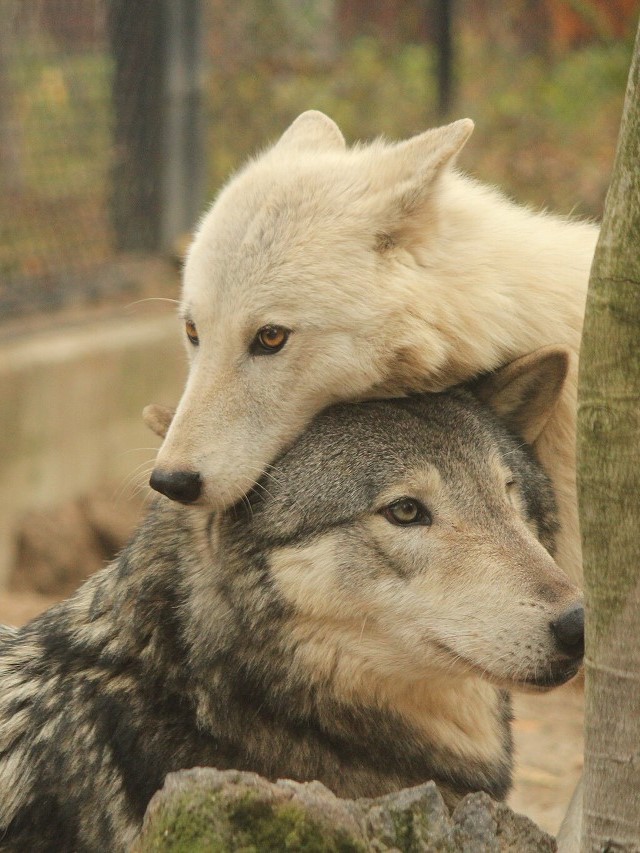 秋田市大森山動物園 tweet media