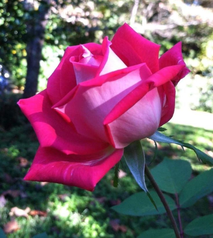 Flower🌹🌹 (@flower35039) / Posts / X