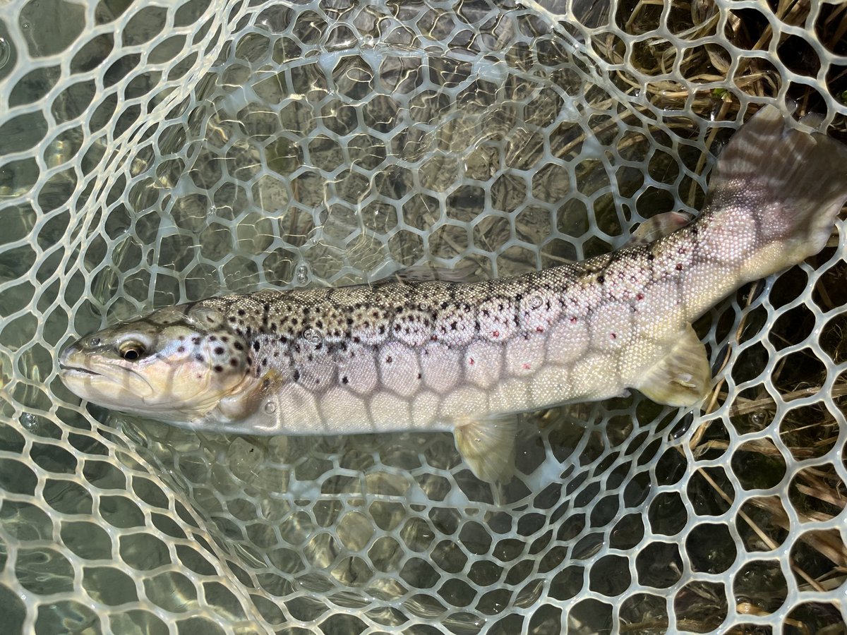 Tydsk0's tweet photo. 2026.3.10  10:00~13:00
鹿島槍ガーデン🎣  6匹🐟
前回のように調子良く釣ることはできず。風も少し強くとても寒かった。
今回もさかさにょろ、ゴーレムでなんとか釣れました🎣
#源氏蛍 https://t.co/I3cGm7bof3