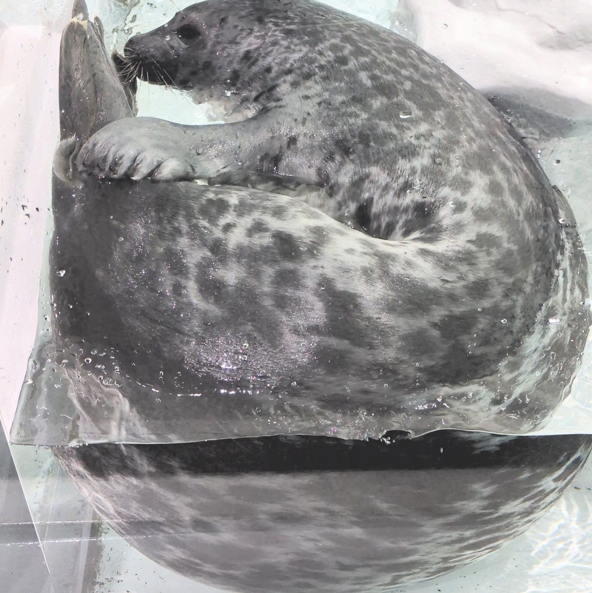 🦭🍤
たっっぷりユキちゃん🦭

#海遊館