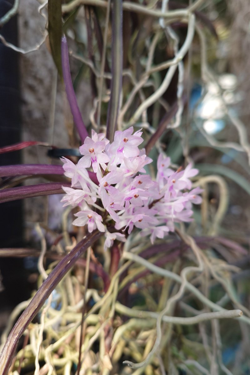 nekosuka513's tweet photo. Vanda christensoniana
咲いてた(ФДФ) https://t.co/4M8aZDAqLB