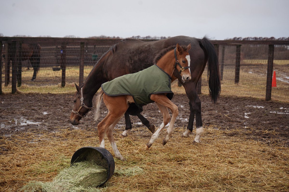 northern_horse's tweet photo. 2020年にアイルランド府中牝馬（GⅡ）を優勝したサラキアが元気いっぱいの男の子を出産しました。

仔馬はとてもわんぱくで、走るのが大好き！
雪解けでぬかるんだ放牧地の土や水たまりを見つけては、走り回ったりジャンプしたりと、好奇心のまま元気いっぱいに遊び回っています。
そんなやんちゃな仔馬の様子を、お母さんは慌てることなくどっしりと構えて見守っています。活発な仔馬と落ち着いたお母さんが、絶妙のバランスです。

父：モーリス
母：サラキア
2月15日生まれ　オス

#ノーザンファームからのお便り