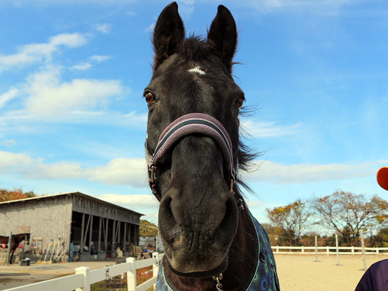 功労馬情報
エムエスワールド
2012年の京都ハイジャンプなどを優勝したエムエスワールドの近況を更新しました。
近況では動画も公開していますので、ぜひご覧ください。 meiba.jp/horses/view/20…
#功労馬
#功労馬繋養支援事業
#引退競走馬
#エムエスワールド