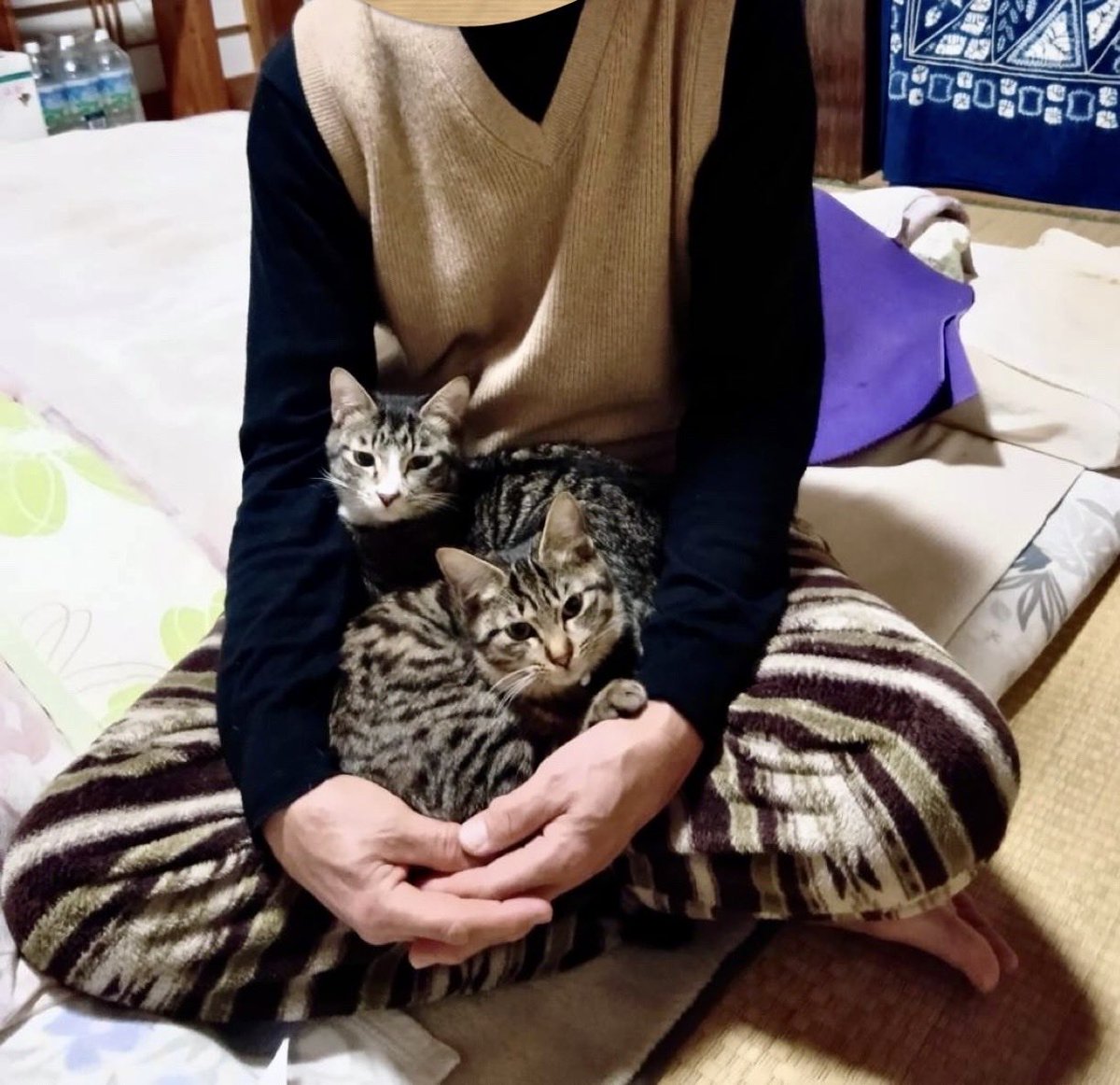 info_hadanoneko's tweet photo. アリス＆ニーナ正式譲渡のお知らせ🎊

それぞれ別々に保護されたアリスとニーナ。
月齢が近く、すぐに仲良しになったふたり☺️
この度、ペアで迎えてくださるご家族とご縁がつながりました✨
抱っこも大好きで、ご主人様はすでにメロメロだそうです♡
お名前はそのままアリス＆ニーナ🫶🐾

#保護猫 https://t.co/mudBTDH0uF