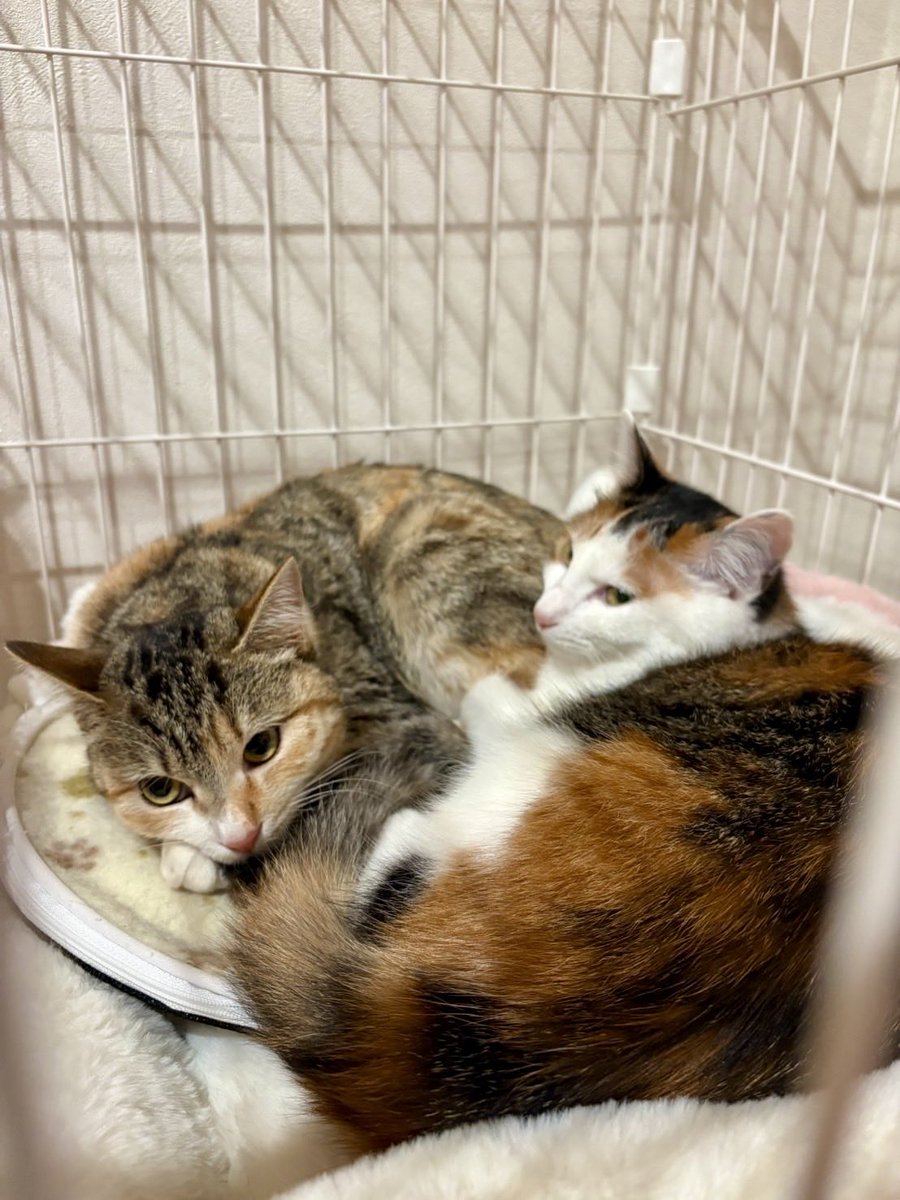 info_hadanoneko's tweet photo. サクレ正式譲渡のお知らせ🎊

とある地域で母子でいたサクレ。
母猫はTNRし地域猫に、子猫たちは保護されました。

警戒心は少し強めですが、先住猫のいる優しいご家族とご縁がつながりました😊
先住さんともすぐ仲良しに🫶
ゆるゆる見守ってくださるご家族に感謝です♡
お名前はそのままサクレです🐾 https://t.co/fzep6WV65s