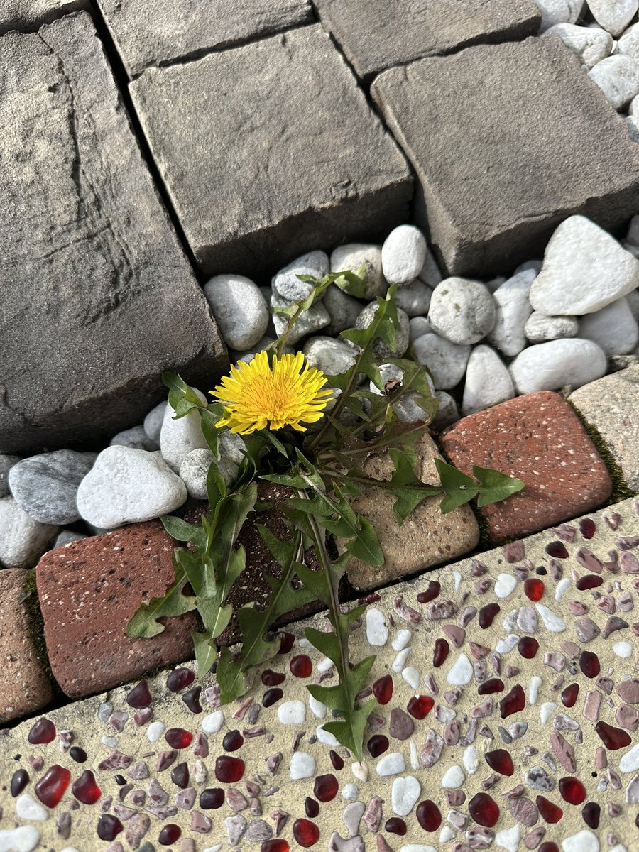 ちよびた tweet media