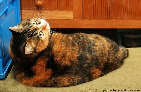 felissimonekobu's tweet photo. 猫とおにぎり・後編
（佐竹茉莉子さんの「道ばた猫日記」）

奥から4匹の猫が出てくるおにぎり屋さん「ネコヤドウ」。
4匹のそれぞれの来歴をご紹介しましょう。
最初は、サビ猫のウメコちゃん。
とある野球グラウンドで生まれたノラの子3匹のうちの1匹でした。
⇒（https://t.co/3ClTroMKDC） https://t.co/oDPovN2eDj