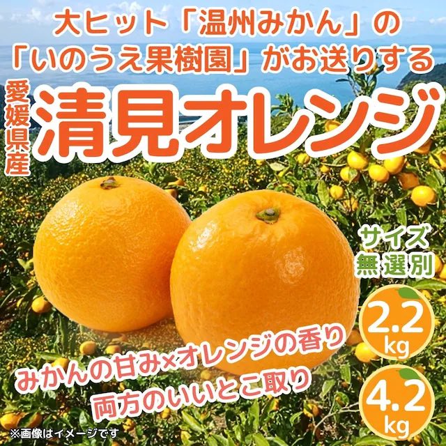 ＼柑橘の季節🍊／
愛媛県から直送！
みかんとオレンジのいいとこどりな「清見オレンジ」
ホップスでも好評販売中🍊🍊🍊

詳しくは👉 hops-japan.com/view/item/0000…